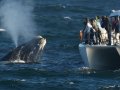 Boat Whale Watching SD